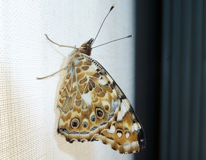 Dal bruco all''adulto: Vanessa cardui